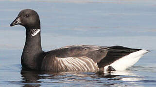 Brant Goose