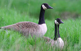 Canada Goose