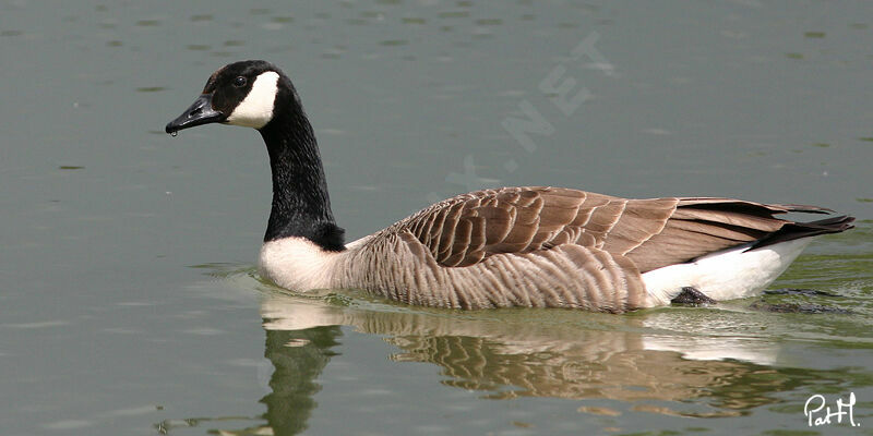 Canada Goose, identification