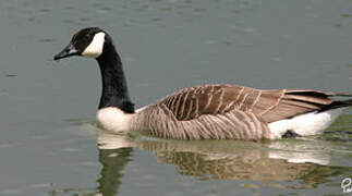 Canada Goose