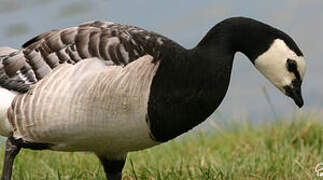 Barnacle Goose