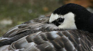 Barnacle Goose