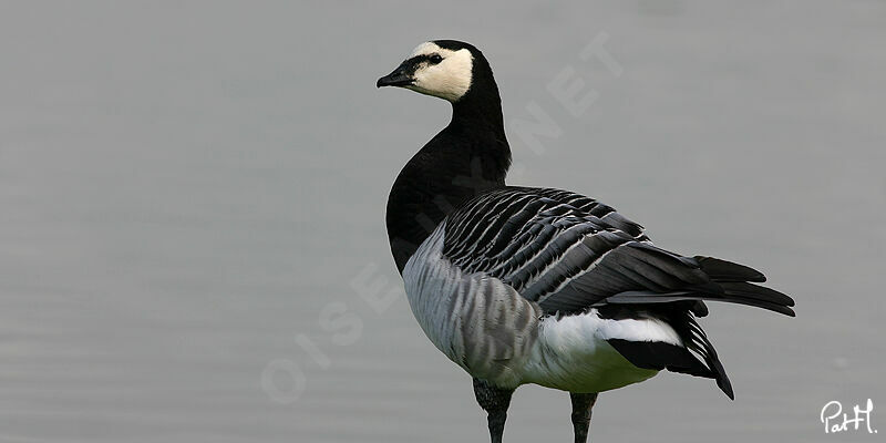 Barnacle Goose, Behaviour