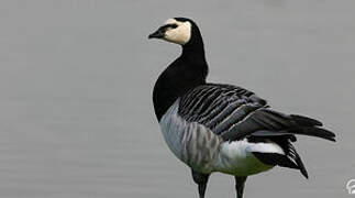 Barnacle Goose