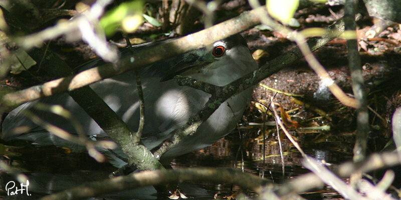 Bihoreau gris, identification, Comportement