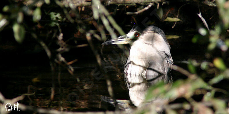 Bihoreau gris, identification, Comportement