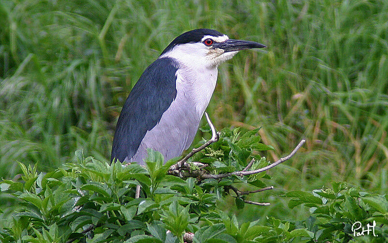 Bihoreau grisadulte, identification, Comportement