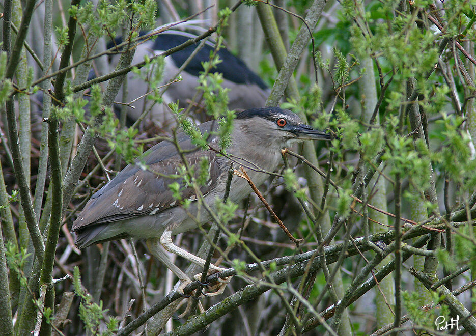 Bihoreau grisjuvénile, identification