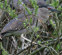 Black-crowned Night Heron