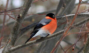 Eurasian Bullfinch