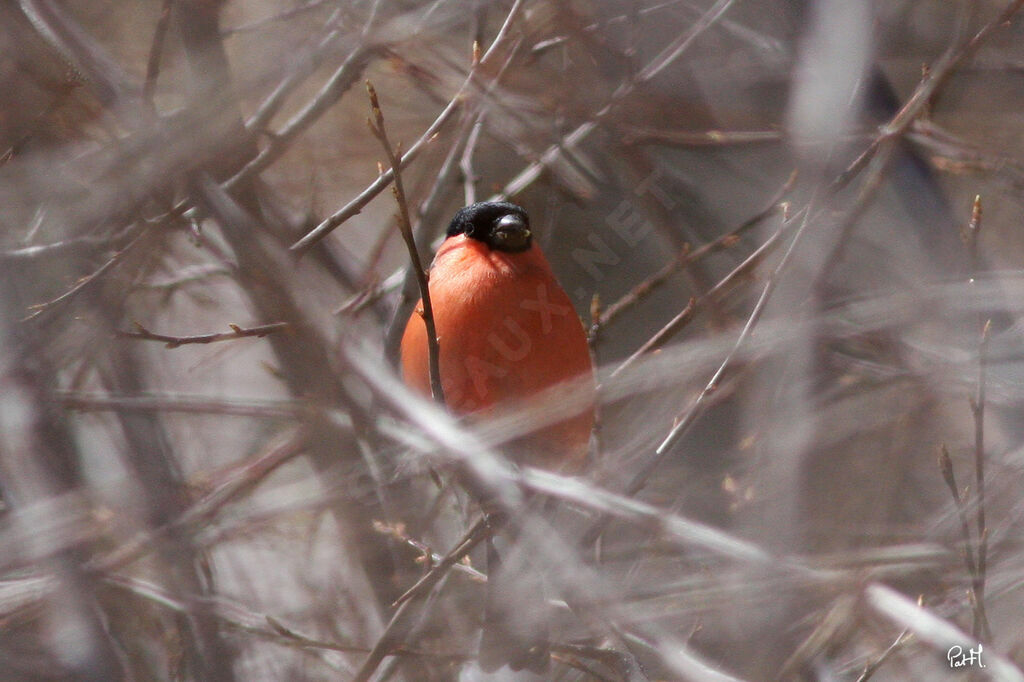 Eurasian Bullfinch