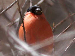 Eurasian Bullfinch