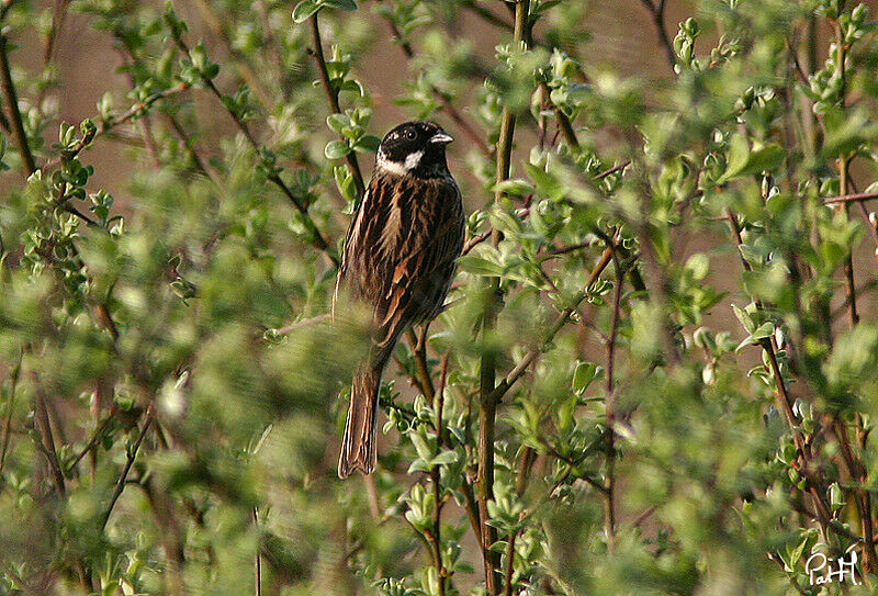 Bruant des roseaux mâle adulte nuptial, identification