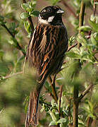 Common Reed Bunting