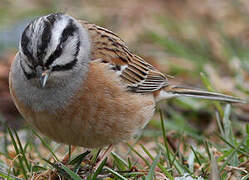 Rock Bunting