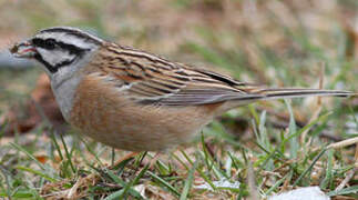 Rock Bunting