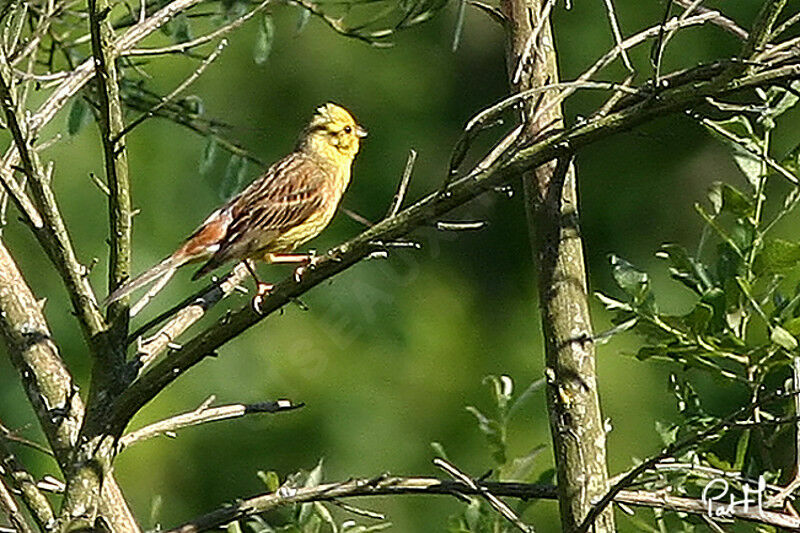 Bruant jaune