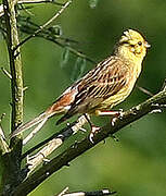 Yellowhammer