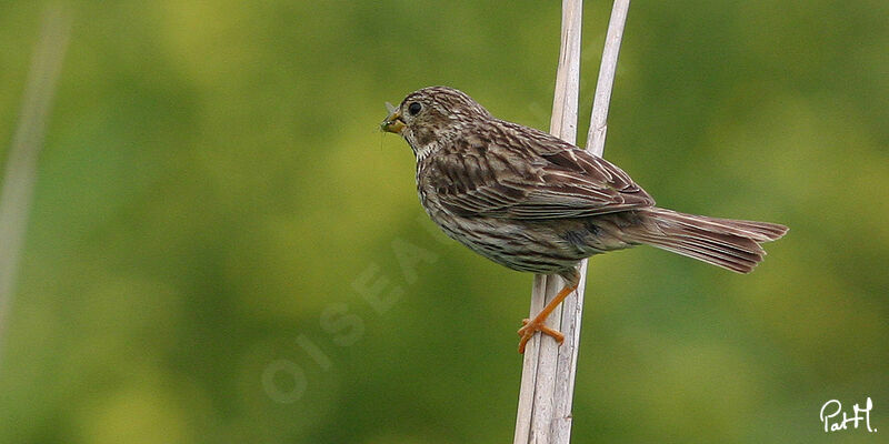 Corn Bunting, identification, feeding habits, Reproduction-nesting