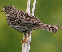 Corn Bunting