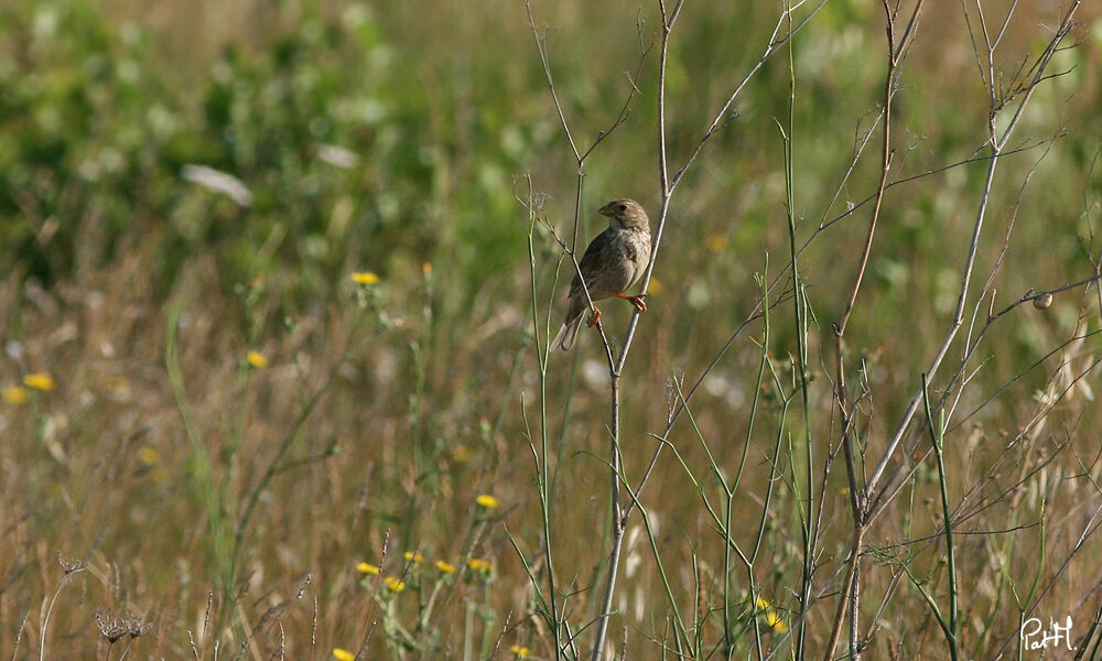 Corn Bunting