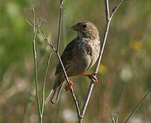 Corn Bunting