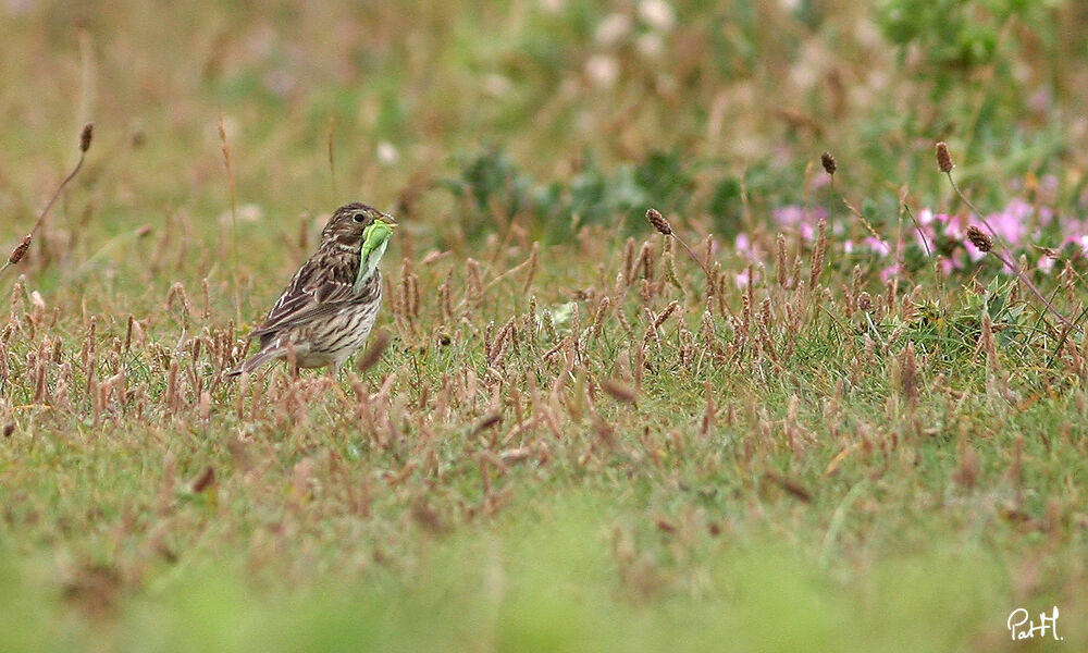 Corn Bunting, feeding habits