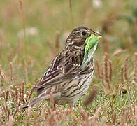 Corn Bunting