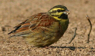 Cirl Bunting