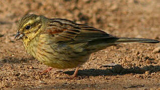 Cirl Bunting