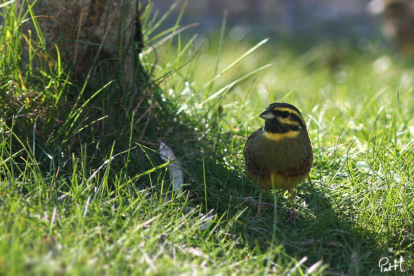 Bruant zizi mâle adulte, identification