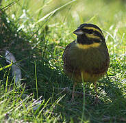 Cirl Bunting