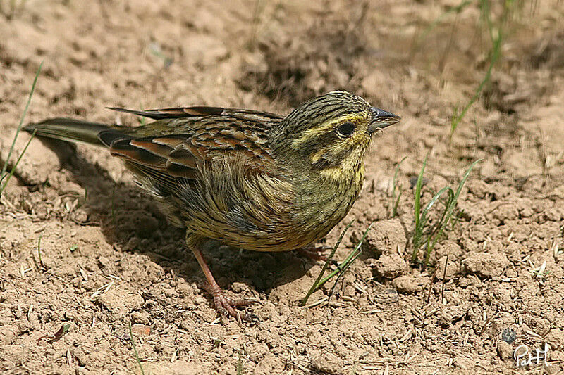 Bruant zizi femelle, identification, régime, Comportement