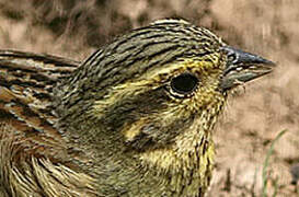 Cirl Bunting