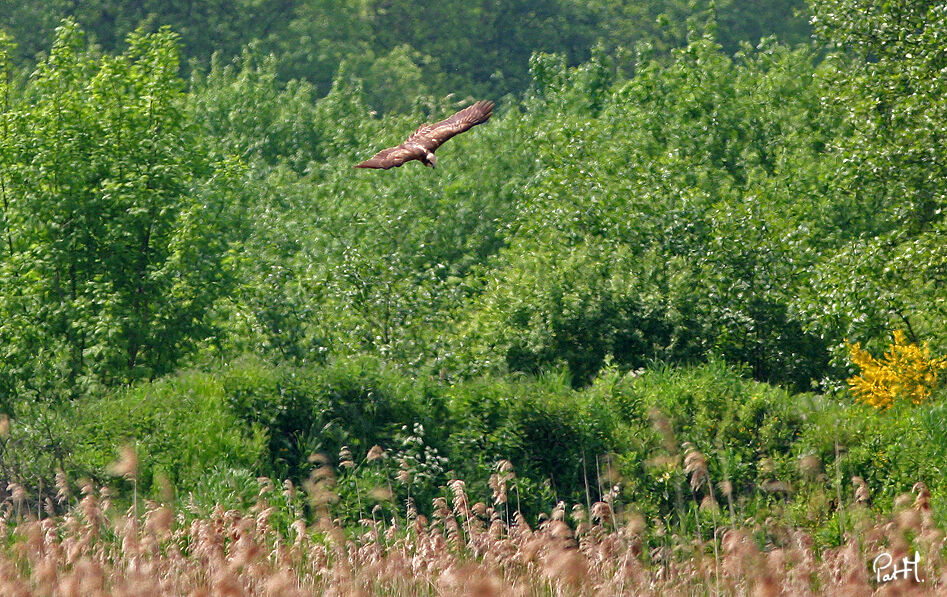 Western Marsh Harrieradult, Flight