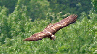 Western Marsh Harrier