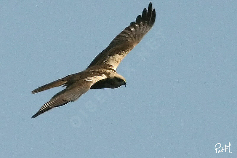 Western Marsh Harrier, Flight