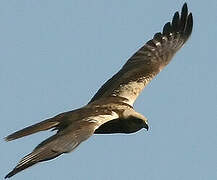 Western Marsh Harrier