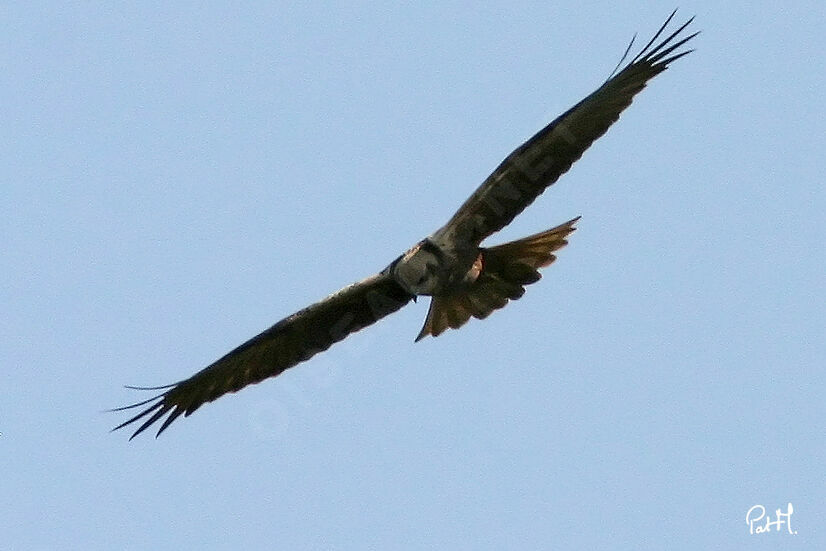 Western Marsh Harrier, Flight