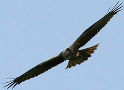 Western Marsh Harrier