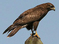 Common Buzzard