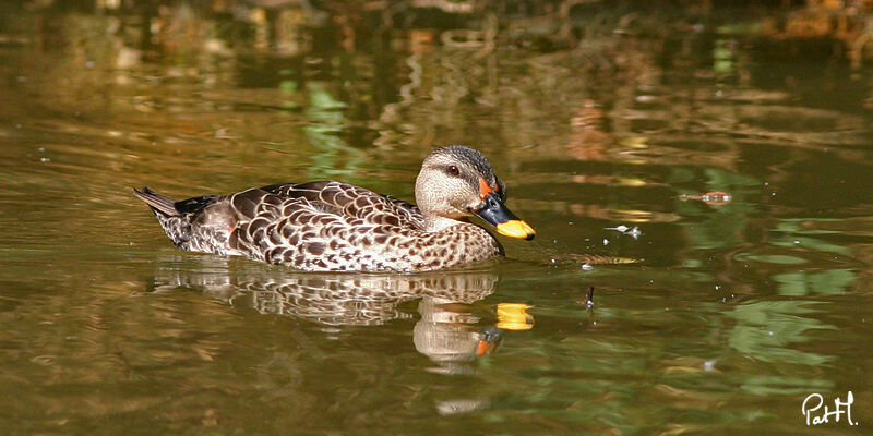 Canard à bec tacheté mâle adulte, identification