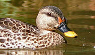 Canard à bec tacheté