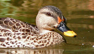 Canard à bec tacheté