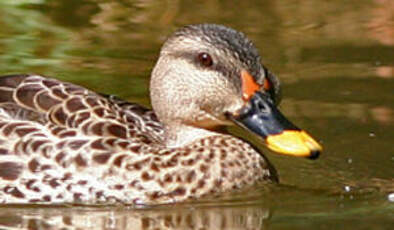 Canard à bec tacheté