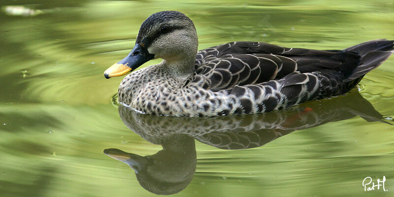 Indian Spot-billed Duck male adult, identification