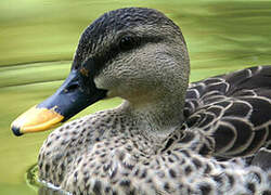 Indian Spot-billed Duck