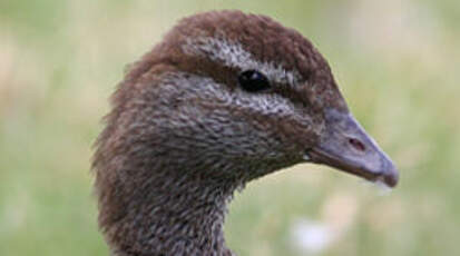 Canard à crinière