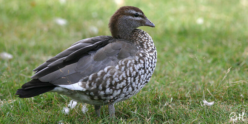 Maned Duck female adult, identification