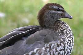 Canard à crinière